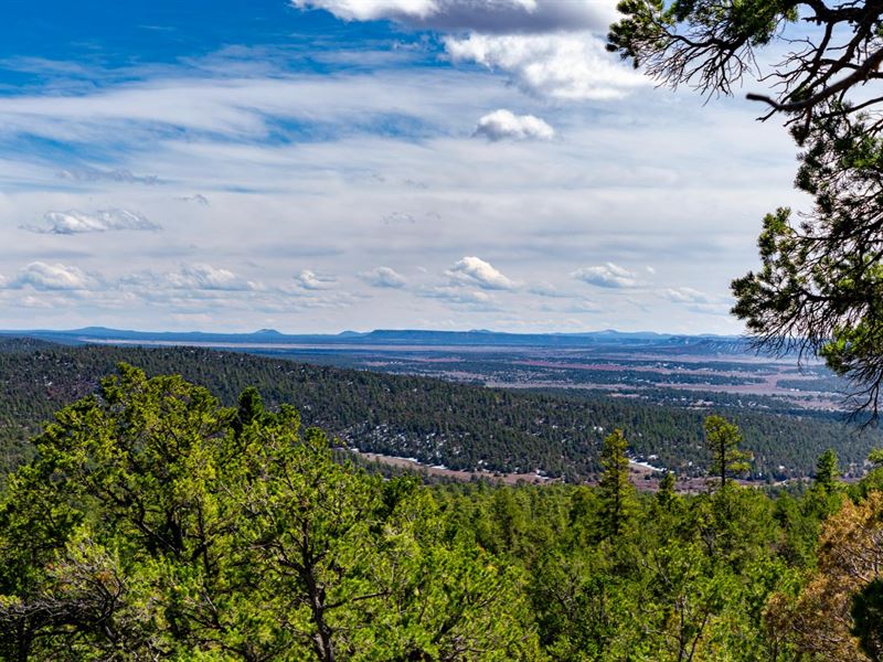 20 Acres Bordering National Forest : Ramah : Cibola County : New Mexico
