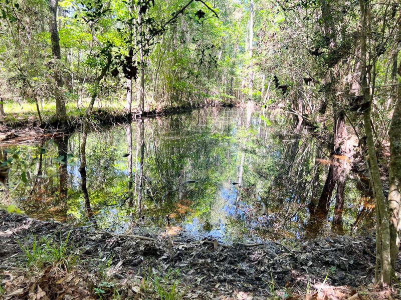 73 Acres, County Road 2214 : Cleveland : Liberty County : Texas