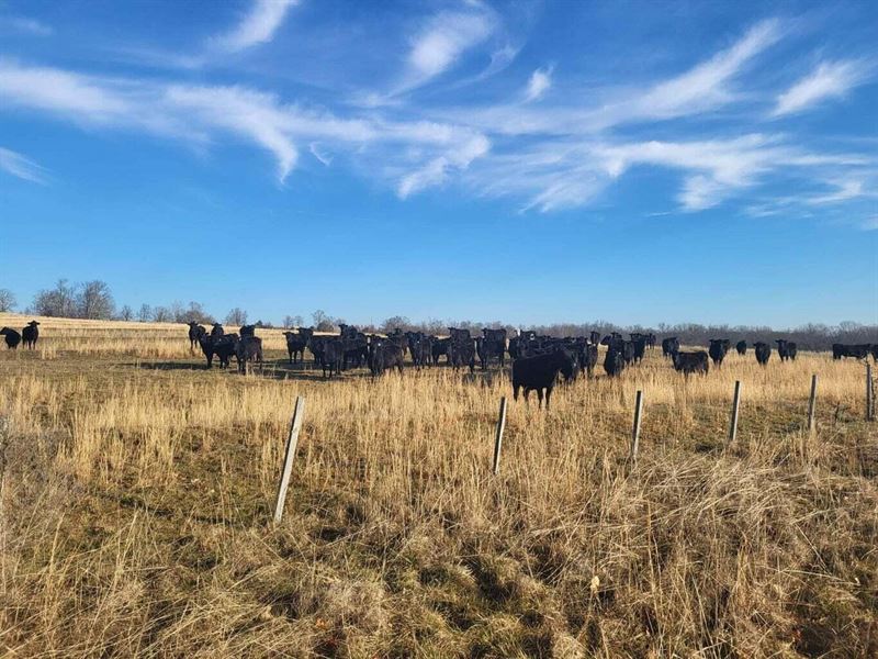 Own Your Piece of The Ozarks : Plato : Texas County : Missouri