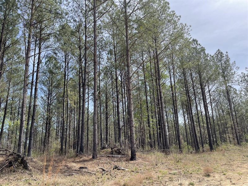 Winston County 215Ac Timber and Rec : Double Springs : Winston County : Alabama