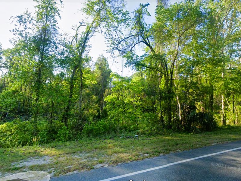 Recreational Lot, Bird Watching : Satsuma : Putnam County : Florida