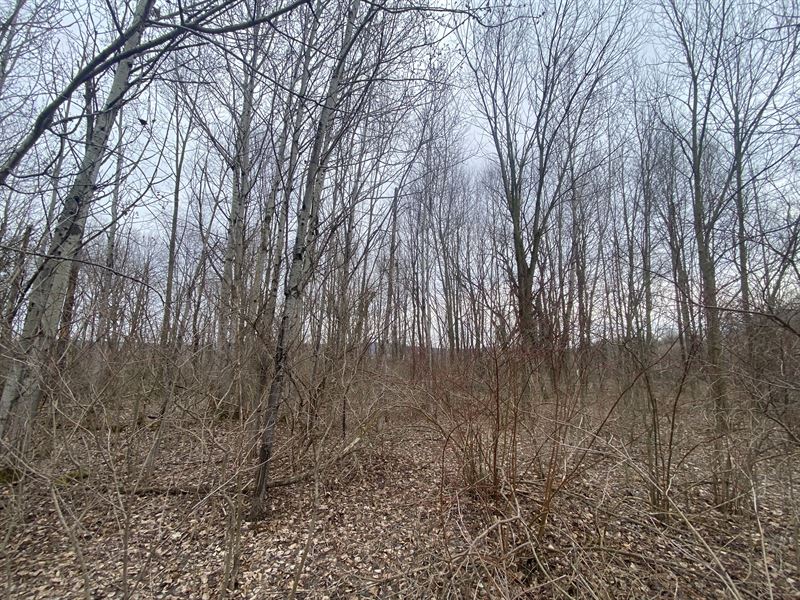 Moderate Woods for a Home Site : Tully : Onondaga County : New York