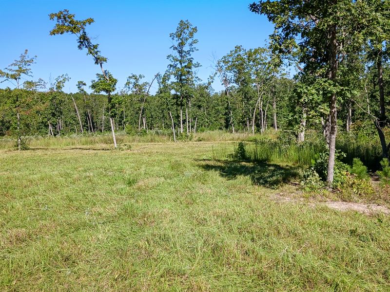 Mostly Open, Gently Rolling : Licking : Texas County : Missouri