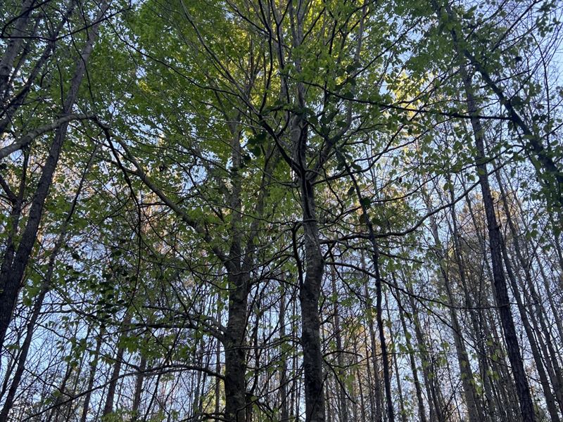 38 Acres in Perry County, AL : Marion : Perry County : Alabama