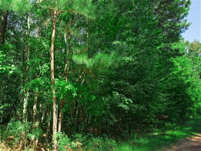 $129/Mo, Near Lake, No Zoning : Harleton : Harrison County : Texas