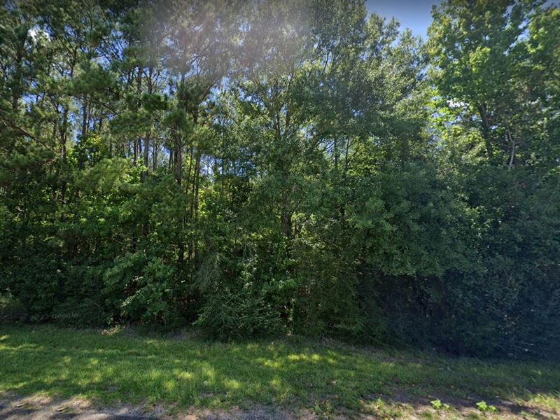 Explore Nature & Make Low Payments : Ivanhoe : Tyler County : Texas