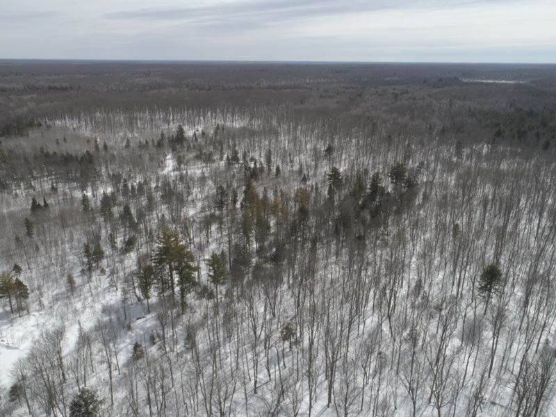 Recreational 44.5 Ac, Great Price : Glidden : Ashland County : Wisconsin