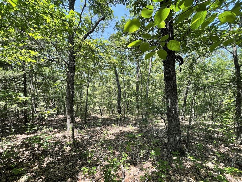 Wooded Land for Sale : Dora : Douglas County : Missouri