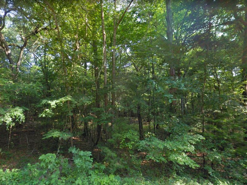 High & Dry, NO HOA Restrictions : Greenwood : Jackson County : Florida