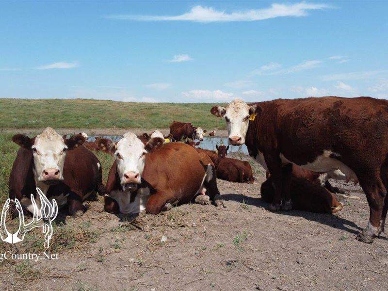 780 Acres M/L, Texas County, OK : Hardesty : Texas County : Oklahoma