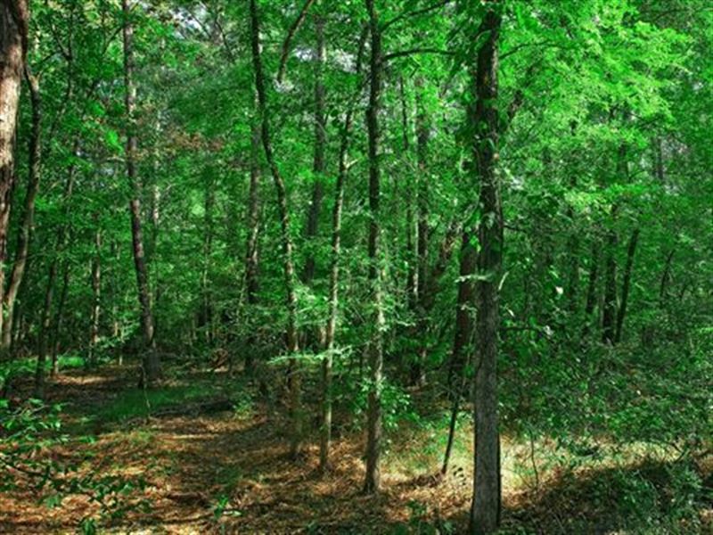 $104/Mo Beautiful Freedom No Zoning : Harleton : Harrison County : Texas