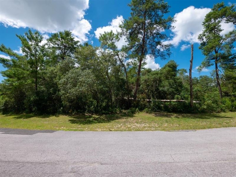 Time Flies, Make it Count, Buy Land : Ocala : Marion County : Florida