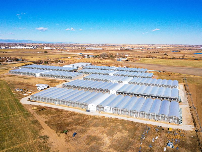 Brighton Organic Greenhouses : Brighton : Adams County : Colorado