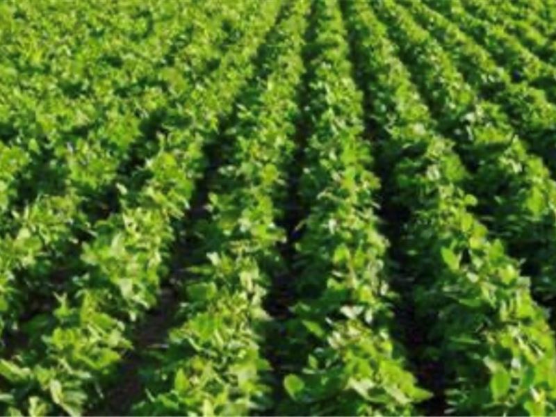 83.58 Acres in Tallahatchie County : Charleston : Tallahatchie County : Mississippi