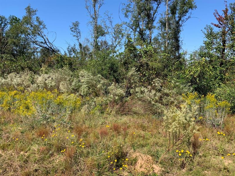 Owner Financed Land in Alford, FL : Alford : Jackson County : Florida