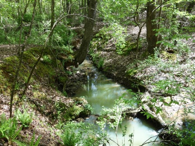 Wooded Acreage with Creeks : Rock Hill : York County : South Carolina