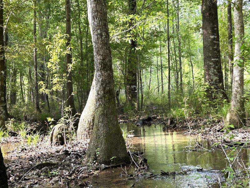 Homesite, Timberland & Recreati : Wrightsville : Johnson County : Georgia