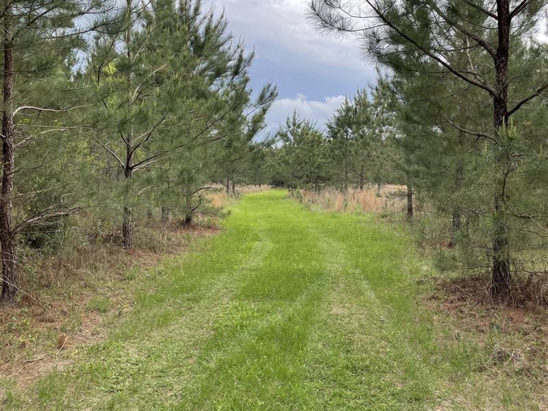 98 Acres Prestwood Bridge Rd : Andalusia : Covington County : Alabama