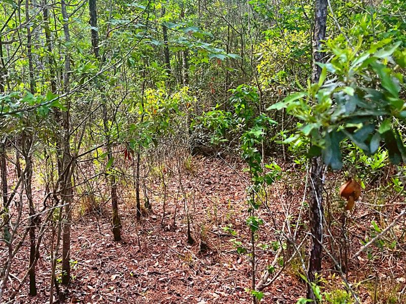 .48 Acre Only 5 Min to Woodbine : Woodbine : Camden County : Georgia