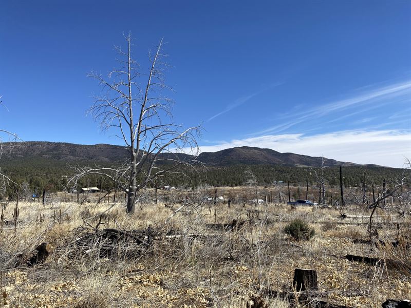 .50 Acre with Power in Timberon : Timberon : Otero County : New Mexico