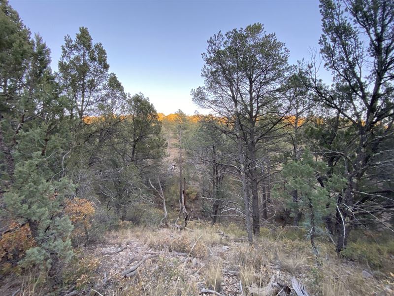 .58 Acre Enchanting Forest Setting : Timberon : Otero County : New Mexico