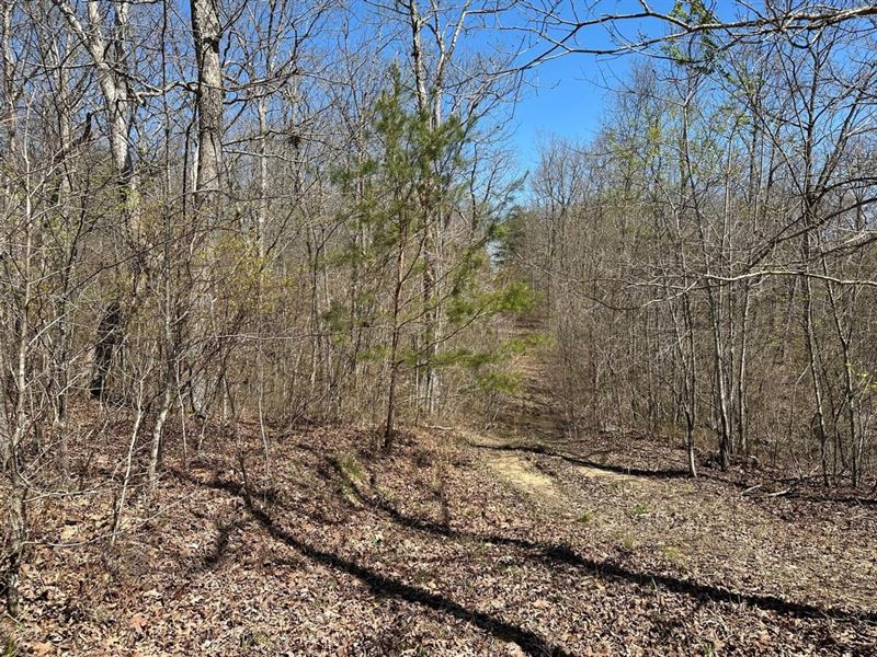 11.3 Acres Wooded Property : Altamont : Grundy County : Tennessee