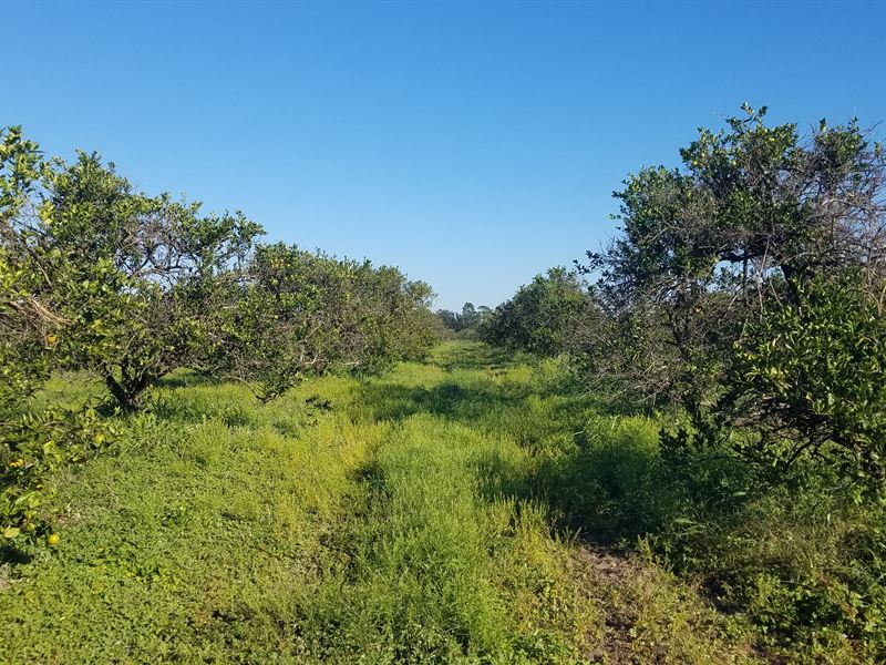 40 Ac Bereah Grove Polk County, FL : Fort Meade : Polk County : Florida