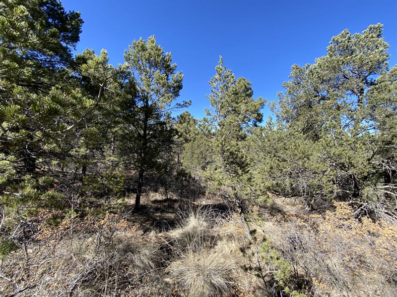 1 Ac with Power, Water & Privacy : Timberon : Otero County : New Mexico