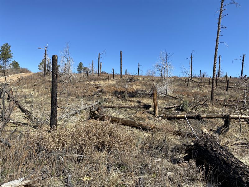 .50 Sunny & Peaceful Acres : Timberon : Otero County : New Mexico