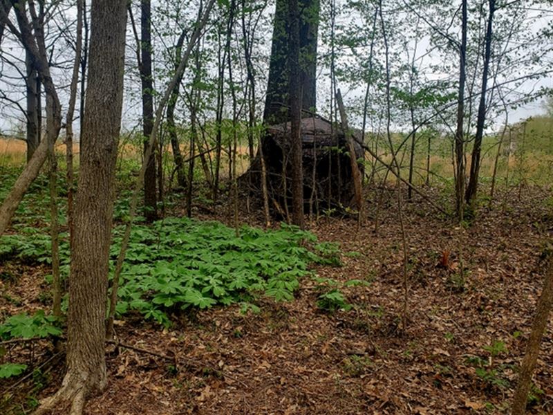 40 Acres in Weakley County, TN : Gleason : Weakley County : Tennessee