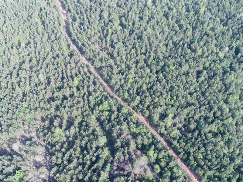 46 Acres Georgiana, AL : Georgiana : Butler County : Alabama
