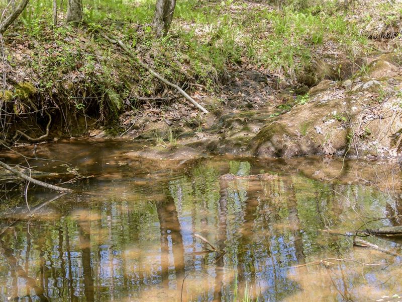 Fork Union Forest Tract : Fork Union : Fluvanna County : Virginia