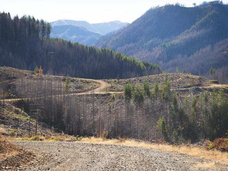 Ennis Creek : Blue River : Lane County : Oregon