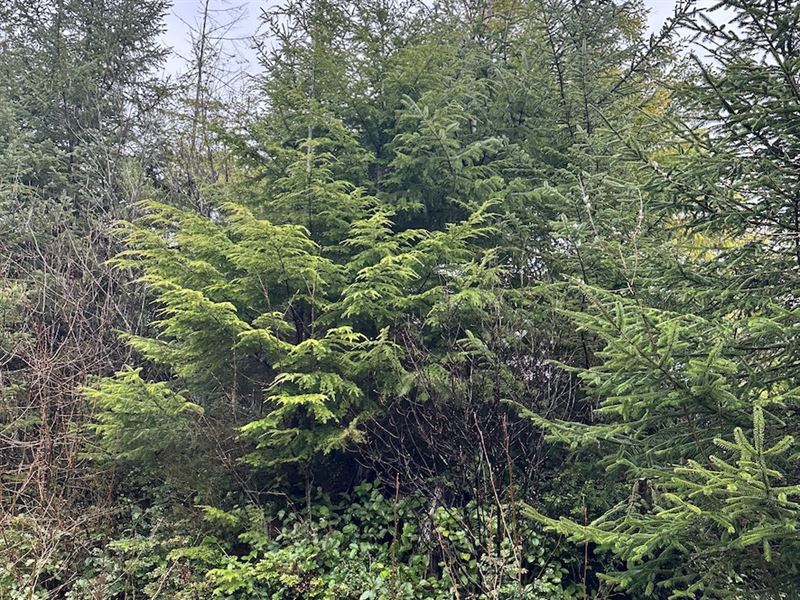 40 Copalis Beach : Copalis Beach : Grays Harbor County : Washington