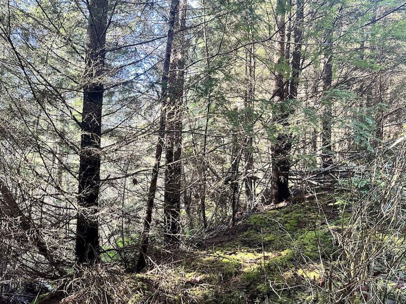 North Fork 39 : Yachats : Baker County : Oregon