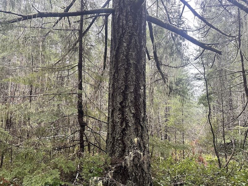 Finch Creek : Hoodsport : Mason County : Washington
