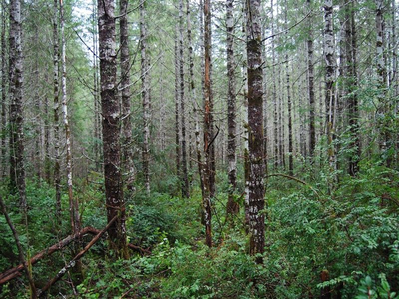Finch Creek : Hoodsport : Mason County : Washington