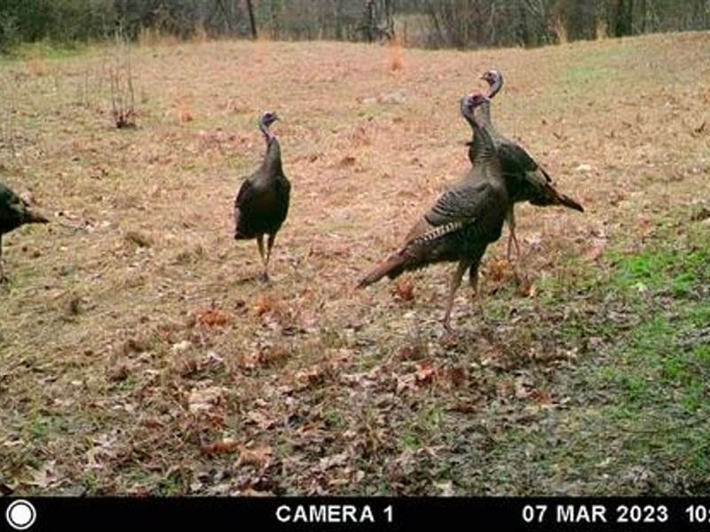 Crowley's Ridge Hunting Tract : Haynes : Lee County : Arkansas