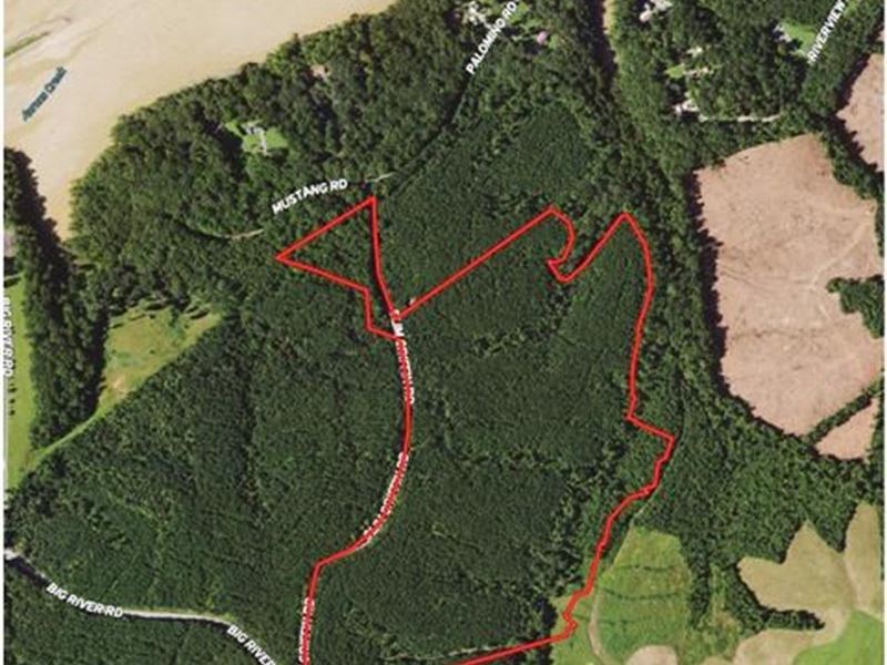 Waterfront Pine Timberland in South : Buffalo Junction : Mecklenburg County : Virginia