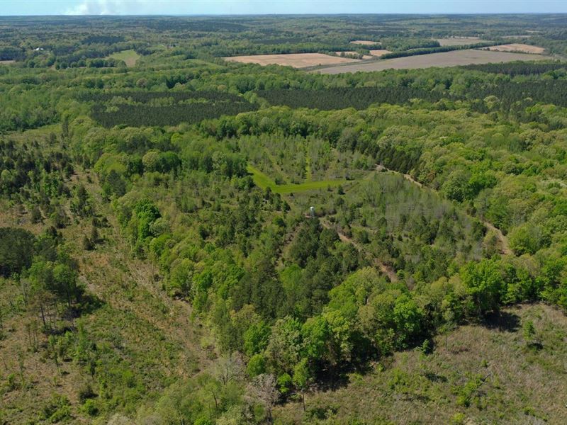 70 Acres Union County : Blue Mountain : Union County : Mississippi