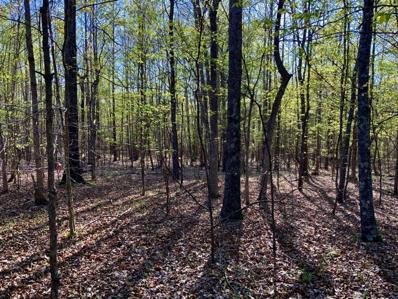5 Acre Buildable Lot Located Minute : Dover : Stewart County : Tennessee