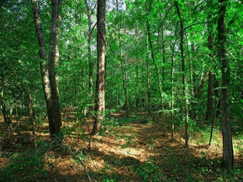 Biggest Lot in The Lake Estate : Jefferson : Harrison County : Texas