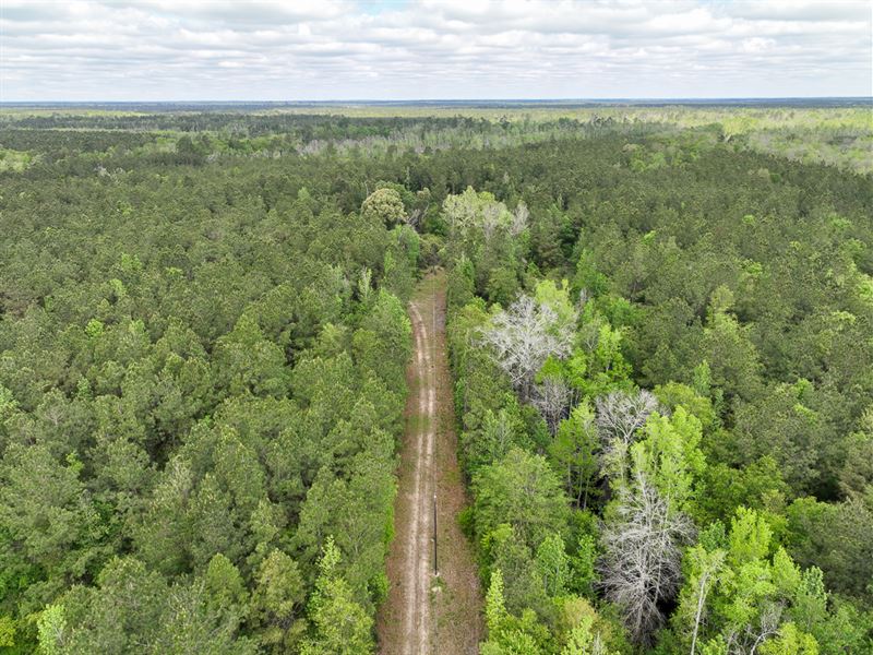 49 Acres, 955 CR 4086 : Belgrade : Newton County : Texas