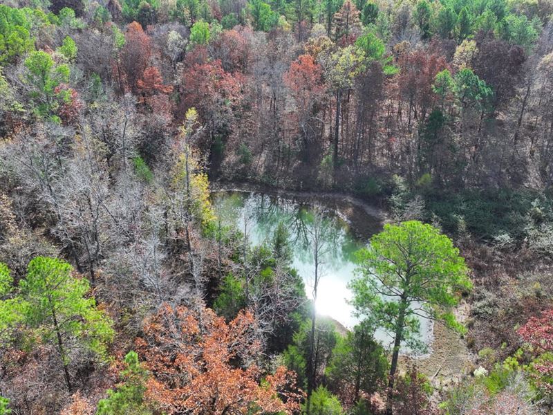 Berry Rd 39 Tract : Maben : Webster County : Mississippi