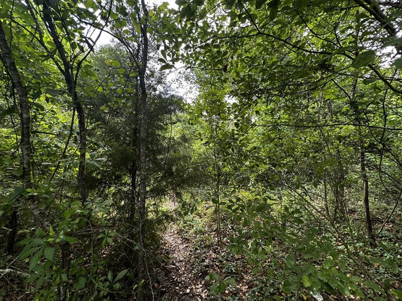 Gunpowder Homesite : Madison : Madison County : Florida