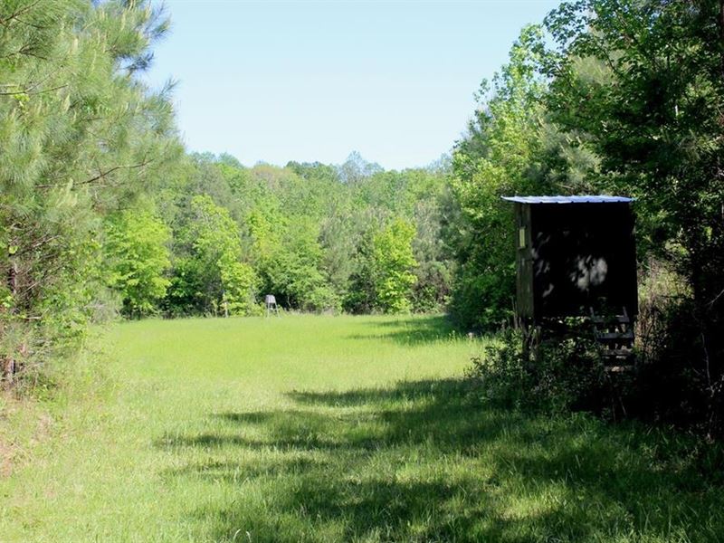 77 Acres for Sale Sw Mississippi : Bogue Chitto : Lincoln County : Mississippi