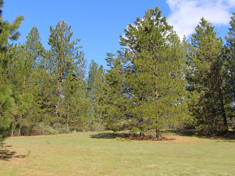 10276 Red Cloud Dr : Greeley Hill : Mariposa County : California