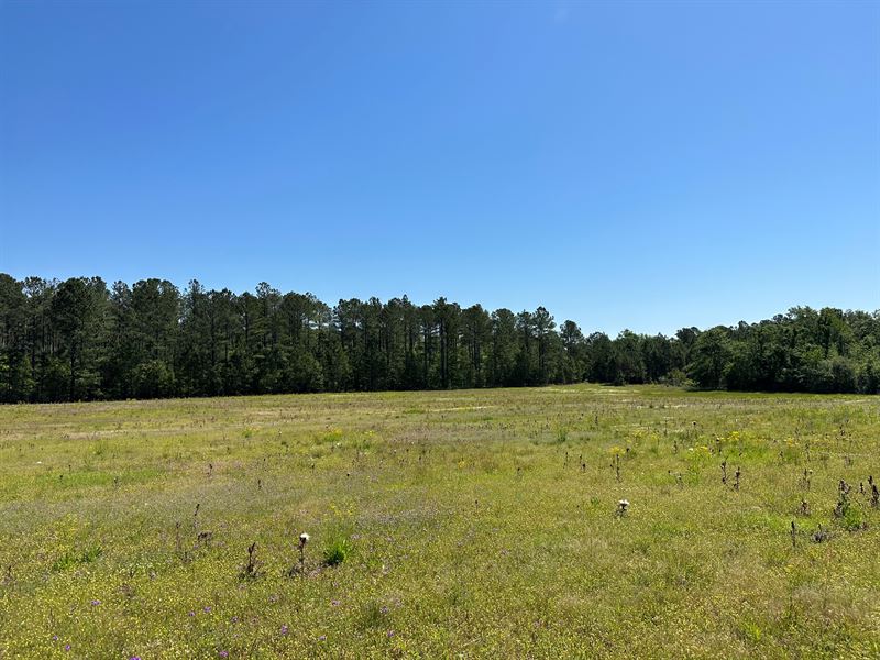 Meadow View Farm : Toomsboro : Wilkinson County : Georgia