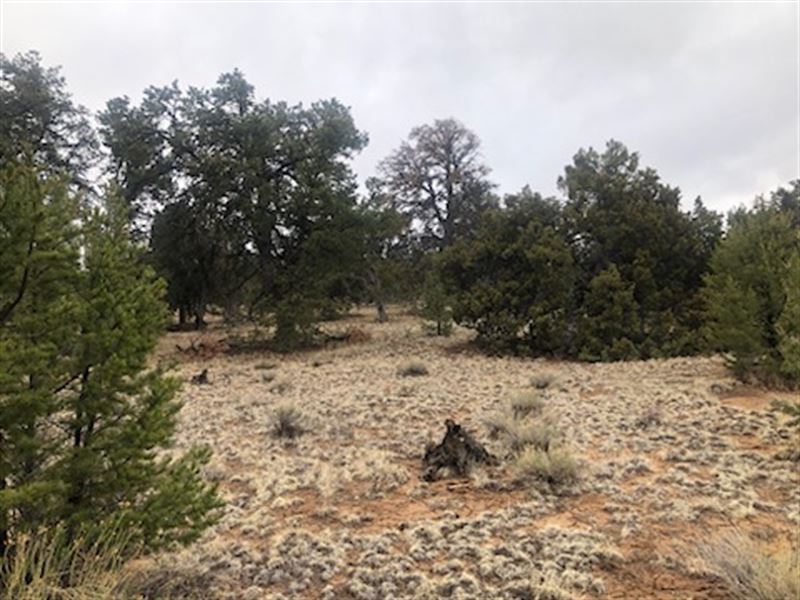 Invest in This 5.44 Acre NM Land : Ramah : Cibola County : New Mexico