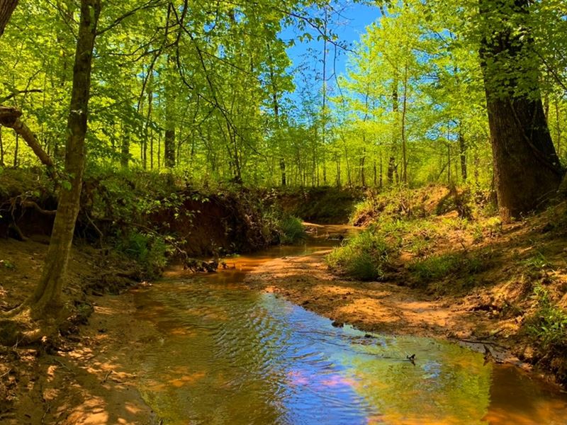 Buffalo Creek / Great Planted Pine : Sparta : Hancock County : Georgia